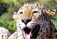 Dachigam National Park